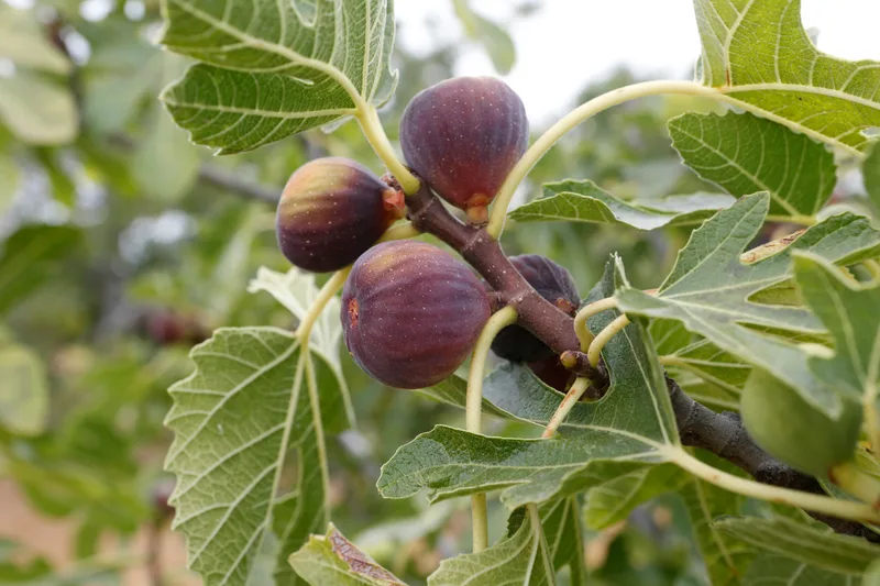 Figues fraîches — fruit béni de la sourate At-Tin